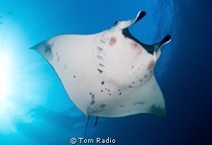 Manta Ray
San Benedicto, Mexico by Tom Radio 